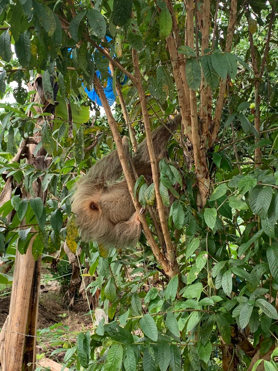 Tortuguero WhatsApp Image 2025-12-06 at 11.40.43 AM (2)